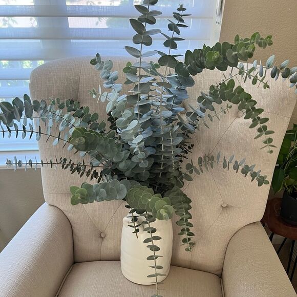 Bunch of Fresh Live True Blue Eucalyptus (approx 40 stems) - Picture 1 of 4